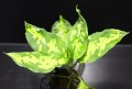Aglaonema pictum "tricolor" from Pulau Nias class2 【画像の美麗中株】[6.22撮影]《cozyparaブリード》