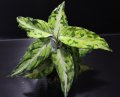 Aglaonema pictum "tricolor" from Padang, North Sumatra, Indonesia（園芸ルート） 【画像の美麗中株】[7.17撮影]