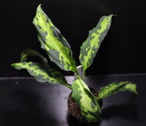 画像1: Aglaonema pictum "tricolor" from Pulau Nias class2 【画像の美麗大株-その2】[8.18撮影]《cozyparaブリード》