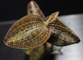 [宝石蘭]Anoectochilus sp. （Anoectochilus kinabaluensis）"Ranau" 【画像の株-その4】[8.18撮影]