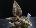 [宝石蘭]Anoectochilus sp. （Anoectochilus lowii）"Kota Belud" 【画像の株-その1】[8.18撮影]