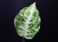 Aglaonema pictum "tricolor" from Thailand 2012【画像の美麗若株-葉の中央にホワイトラインが入るタイプ!!】《cozyparaブリード》[9.12撮影]