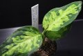 Aglaonema pictum "eureka緑三色" from Pulau Nias（AZ1212-5）【画像の中株】[9.28撮影]