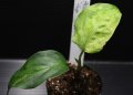 Aglaonema pictum "tricolor" from Siberut 3rd 【画像の小株】[9.28撮影]