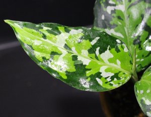 画像2: Aglaonema pictum "tricolor"Andaman "ポートブレア北部地域（出射便・C系統）"【画像の美麗中株】[12.4撮影]