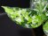 画像2: Aglaonema pictum "tricolor"Andaman "ポートブレア北部地域（出射便・C系統）"【画像の美麗中株】[12.4撮影] (2)