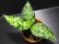 画像1: Aglaonema pictum "tricolor"Andaman "ポートブレア北部地域（出射便・C系統）"【画像の美麗中株】[12.4撮影] (1)