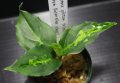Aglaonema pictum "tricolor" from Pulau Nias class2 【画像の美麗小株-その2】[12.4撮影]