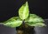 画像1: Aglaonema pictum "tricolor" from Padang, North Sumatra, Indonesia（園芸ルート） 【画像の美麗中株】[12.4撮影]《cozyparaブリード》 (1)