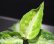 画像2: Aglaonema pictum "tricolor" from Padang, North Sumatra, Indonesia（園芸ルート） 【画像の美麗中株】[12.4撮影]《cozyparaブリード》 (2)
