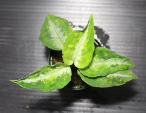 画像3: Aglaonema pictum "tricolor" from Padang, North Sumatra, Indonesia（園芸ルート） 【画像の美麗中株】[12.4撮影]《cozyparaブリード》