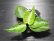 画像3: Aglaonema pictum "tricolor" from Padang, North Sumatra, Indonesia（園芸ルート） 【画像の美麗中株】[12.4撮影]《cozyparaブリード》 (3)