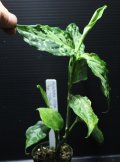 Aglaonema pictum "tricolor" from Siberut 2nd 【画像の大株-2本立ち!!】《cozyparaブリード》[1.30撮影]
