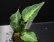 画像1: Aglaonema pictum "tricolor" from Padang, North Sumatra, Indonesia（園芸ルート） 【画像の美麗中株-その2】[2.20撮影] (1)