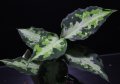 Aglaonema pictum tricolor "NILVASH" 【画像の美麗株】[2.20撮影]《cozyparaブリード》