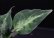 画像2: Aglaonema pictum "tricolor" from Padang, North Sumatra, Indonesia（園芸ルート） 【画像の美麗中株-その2】[2.20撮影] (2)