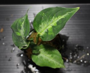 画像3: Aglaonema pictum "tricolor" from Padang, North Sumatra, Indonesia（園芸ルート） 【画像の美麗中株-その2】[2.20撮影]
