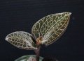 [宝石蘭]Anoectochilus sp.（albolineatus）"Ranau" 【画像の美麗大株-その1】[5.14撮影]