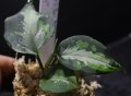 Aglaonema pictum tricolor "NIRVASH" 【画像の中株】[6.4撮影]