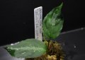 Aglaonema pictum tricolor "しるば〜らいん" Aceh （LA0914-4m） 【画像の中株】[6.4撮影]