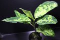 Aglaonema pictum "緑三色" from Pandan Sibolga （AZ0213-3）【画像の美麗株】[5.23撮影]