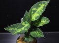 Aglaonema pictum "tricolor" from Pulau Nias class2 【画像の美麗中株】[5.23撮影]《cozyparaブリード》