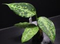 Aglaonema pictum "tricolor" from Siberut 2nd 【画像の中株】《cozyparaブリード》[5.23撮影]