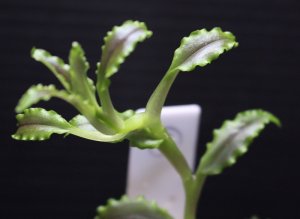 画像1: [宝石蘭]Malaxis commelinifolia 【画像の美麗株-その2】[6.25撮影] 《cozyparaブリード》