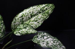 画像2: Aglaonema costatum 'Albo variegata'【画像の大株】[6.25撮影]《cozyparaブリード》