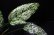 画像2: Aglaonema costatum 'Albo variegata'【画像の大株】[6.25撮影]《cozyparaブリード》 (2)