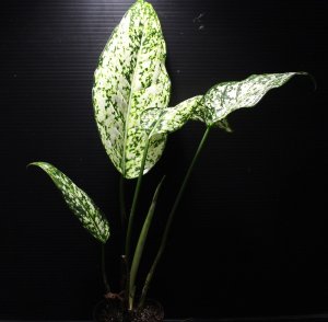 画像1: Aglaonema costatum 'Albo variegata'【画像の大株】[6.25撮影]《cozyparaブリード》