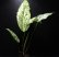 画像1: Aglaonema costatum 'Albo variegata'【画像の大株】[6.25撮影]《cozyparaブリード》 (1)