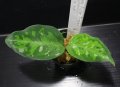 Aglaonema pictum "tricolor"『元祖タイプ（Thailand 2010）』 【画像の美麗小株】[9.13撮影]