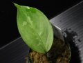 Aglaonema pictum tricolor "しるば〜らいん" Aceh （LA0914-4m） 【画像の小株】[9.13撮影]