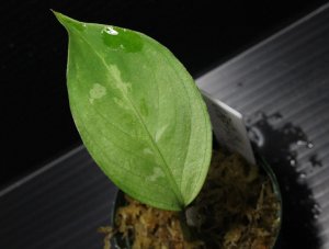 画像1: Aglaonema pictum tricolor "しるば〜らいん" Aceh （LA0914-4m） 【画像の小株】[9.13撮影]