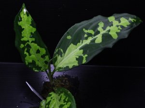 画像1: Aglaonema pictum "緑三色" from Pandan Sibolga （AZ0213-3）【画像の美麗大株】[9.13撮影]