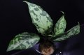 Aglaonema pictum "tricolor" from Siberut 2nd 【画像の美麗中株】《cozyparaブリード》[1.5撮影]