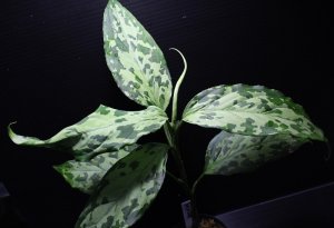 画像1: Aglaonema pictum "tricolor" from Siberut 2nd 【画像の美麗大株】《cozyparaブリード》[1.5撮影]