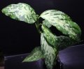 Aglaonema pictum "tricolor" from Siberut 2nd 【画像の大株】《cozyparaブリード》[1.5撮影]