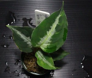 画像3: Aglaonema pictum "tricolor" from Padang, North Sumatra, Indonesia（園芸ルート） 【画像の美麗株】[5.16撮影]