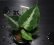 画像3: Aglaonema pictum "tricolor" from Padang, North Sumatra, Indonesia（園芸ルート） 【画像の美麗株】[5.16撮影] (3)