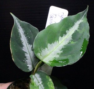 画像2: Aglaonema pictum "tricolor" from Padang, North Sumatra, Indonesia（園芸ルート） 【画像の美麗株】[5.16撮影]