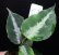 画像2: Aglaonema pictum "tricolor" from Padang, North Sumatra, Indonesia（園芸ルート） 【画像の美麗株】[5.16撮影] (2)