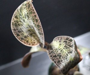 画像1: [宝石蘭]Dossinia marmorata “美麗種”【画像の中株-その1】[5.16撮影]