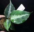 Aglaonema pictum "tricolor" from Padang, North Sumatra, Indonesia（園芸ルート） 【画像の美麗株】[5.16撮影]