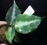 画像1: Aglaonema pictum "tricolor" from Padang, North Sumatra, Indonesia（園芸ルート） 【画像の美麗株】[5.16撮影] (1)