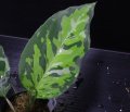 [Sale!!]Aglaonema pictum "tricolor"『元祖タイプ（Thailand 2010）』 【画像の白が多い美麗株!!-その2】《cozyparaブリード》[5.16撮影]