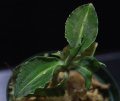 [宝石蘭]Kuhlhasseltia sp. 【画像の美麗株-その3】[8.29撮影]