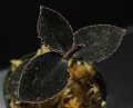 [漆黒の宝石蘭]Kuhlhasseltia javanica 【画像の美麗株-その2】[8.29撮影]