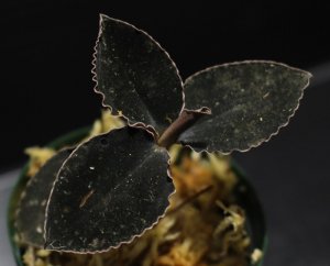 画像1: [漆黒の宝石蘭]Kuhlhasseltia javanica 【画像の美麗株-その2】[8.29撮影]